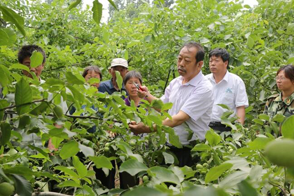 图为李保国在田间为农户解说核桃莳植适用手艺。。